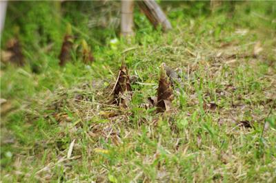 柳州**原味酸笋现摘 贴心服务 柳乡谊种植专业合作社供应