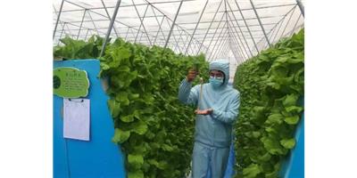甘肃植物 无土栽培水处理 遮阳  环控 绵阳兴隆科技供应