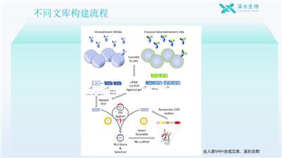 上海全人源单结构域(VHH)合成文库 上海溪长生物技术供应