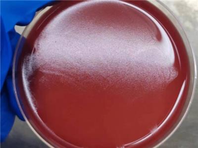 南京MBC临床前药效定制实验方案 欢迎咨询 南京灿辰微生物科技供应