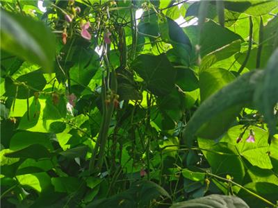 青海绿色**343生物酶哪家好 宁夏攀宝沸石生物科技供应