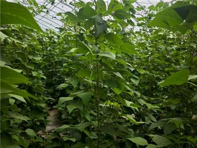 甘肃活性生物酶343生物酶批发 宁夏攀宝沸石生物科技供应