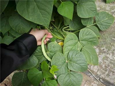 内蒙古活性生物酶343生物酶 宁夏攀宝沸石生物科技供应