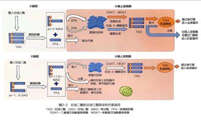 青海出口甘油二酯以客为尊 欢迎咨询 深圳市康颜生物科技供应