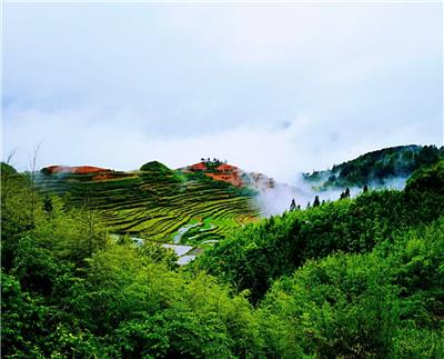茶色素品牌加工选哪家，浙江中禄松波一站式贴牌加工服务佳