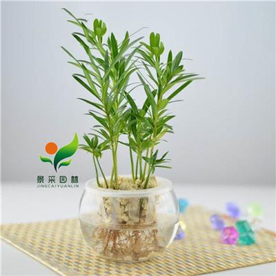 花都区室内盆栽租赁