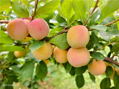 西安国产早熟李种苗产量 客户至上 西安丰园果业科技供应