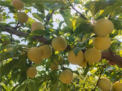 西安国产李子新品种苗利润 欢迎来电 西安丰园果业科技供应