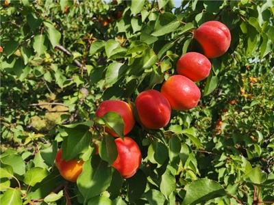 西安国产甜杏种苗耐旱性 来电咨询 西安丰园果业科技供应