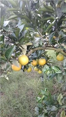 脐橙产地直发**